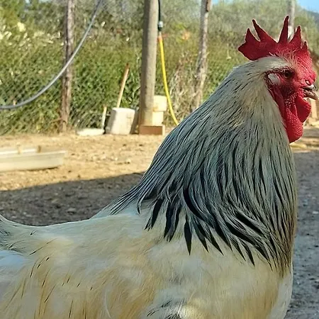 Couette-café Klinai